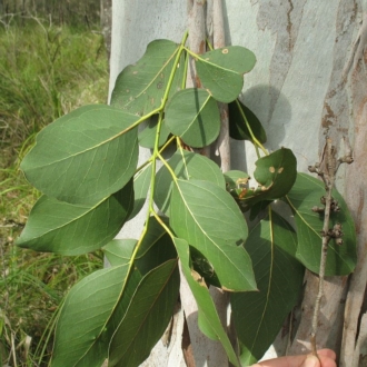 Large juvenile leaves