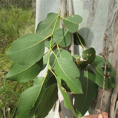 Eucalyptus amplifolia