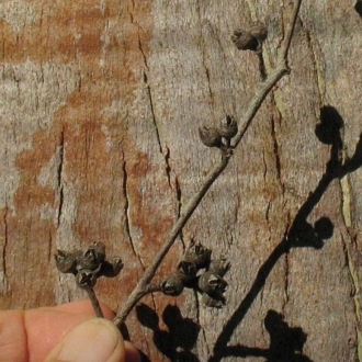 Typical red gum fruits with exsert valves