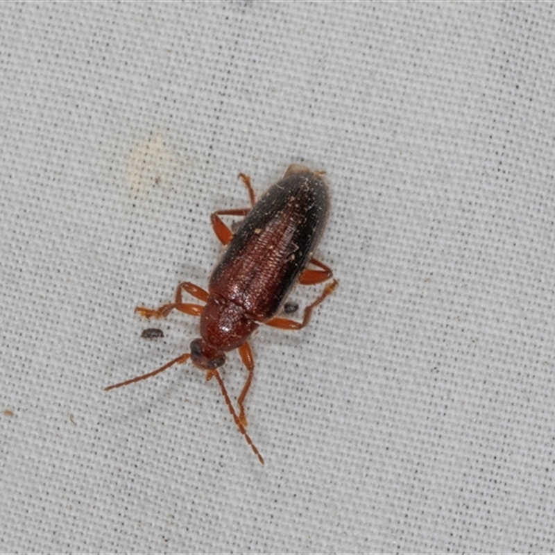 Alleculinae sp. (Subfamily)