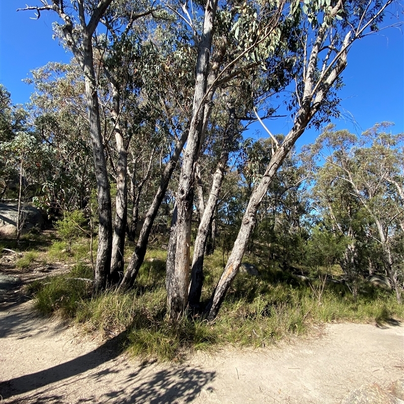 Eucalyptus andrewsii