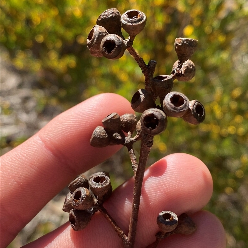 Eucalyptus andrewsii