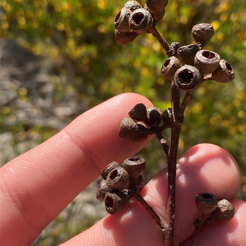 Eucalyptus andrewsii