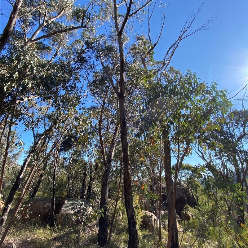 Eucalyptus andrewsii