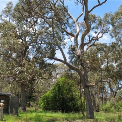 Eucalyptus angophoroides