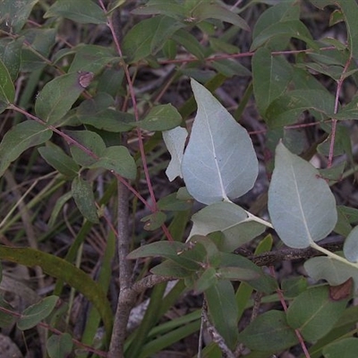 Eucalyptus angophoroides