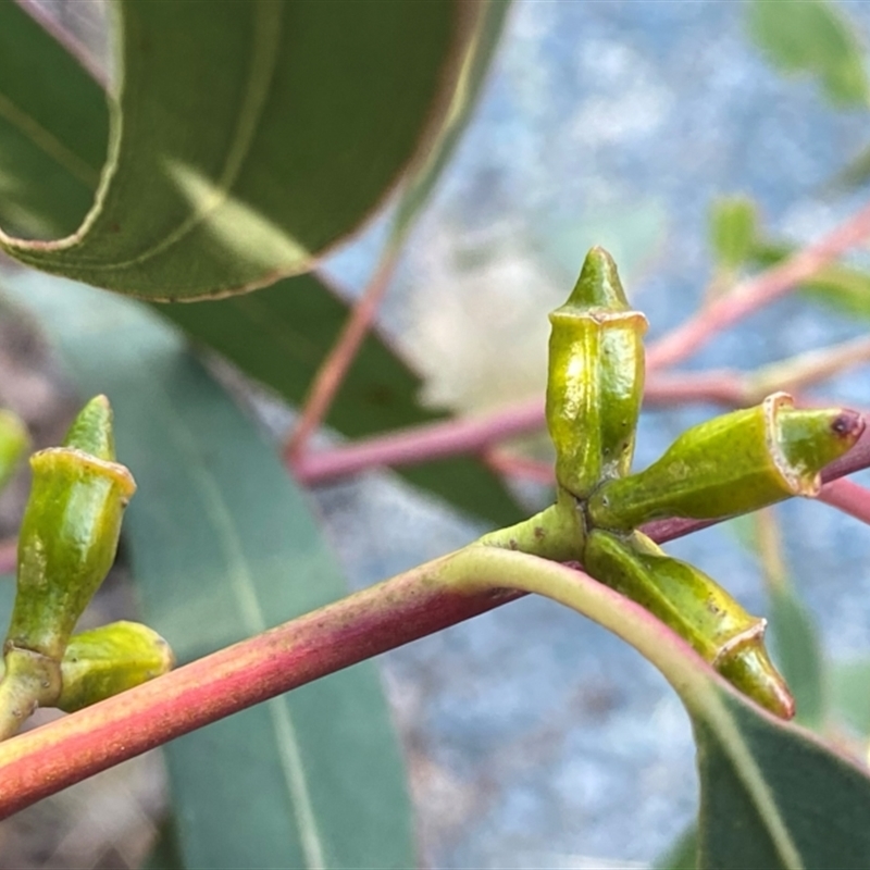 Eucalyptus baeuerlenii