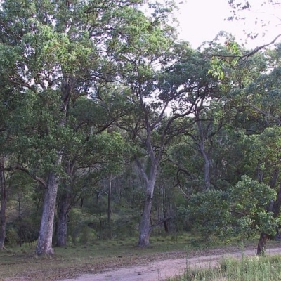 Eucalyptus baueriana