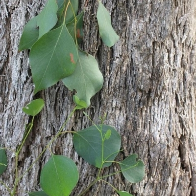 Eucalyptus baueriana