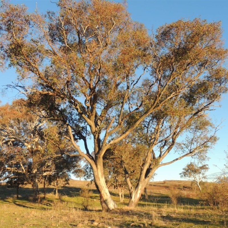 Eucalyptus blakelyi