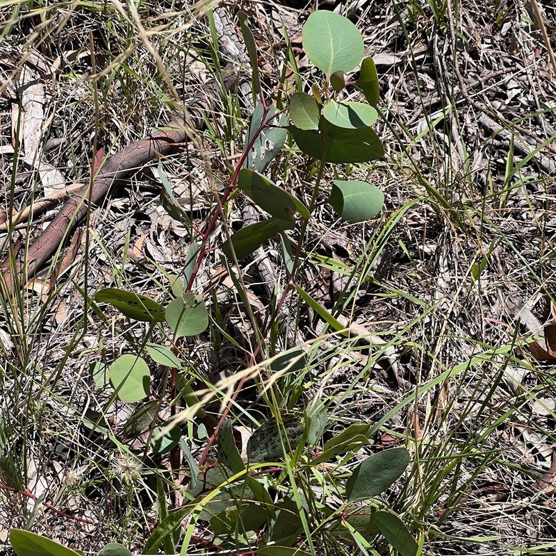 Eucalyptus blakelyi