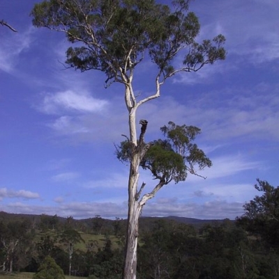 Eucalyptus bosistoana