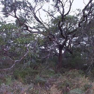 Eucalyptus botryoides