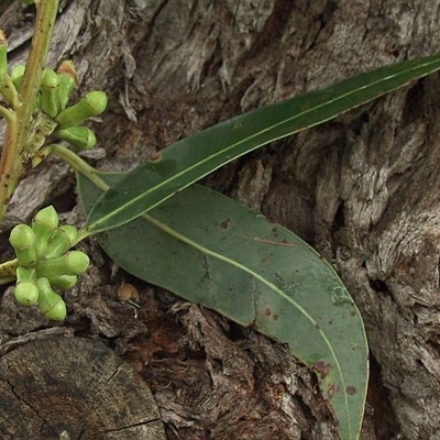 Eucalyptus botryoides