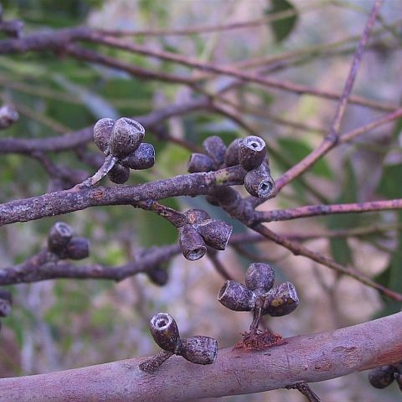 Eucalyptus botryoides