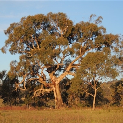 Eucalyptus bridgesiana