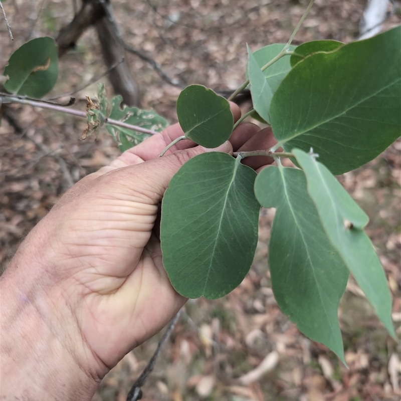 Eucalyptus bridgesiana