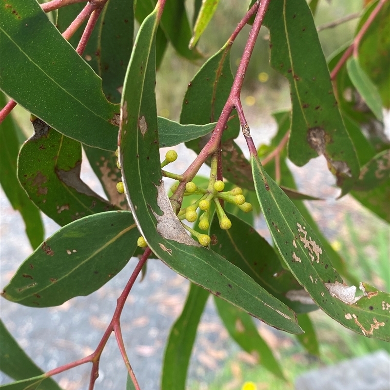 Eucalyptus burgessiana