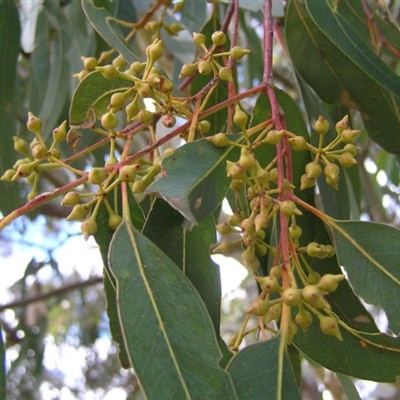 Eucalyptus camaldulensis subsp. camaldulensis