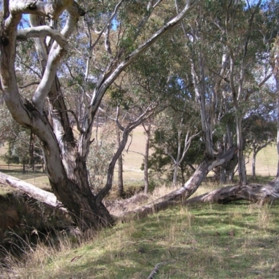 Eucalyptus camaldulensis subsp. camaldulensis