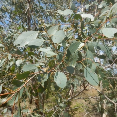 Eucalyptus camphora subsp. humeana