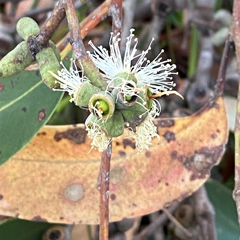 Eucalyptus capitellata