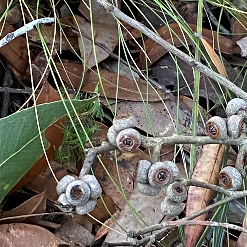 Eucalyptus capitellata