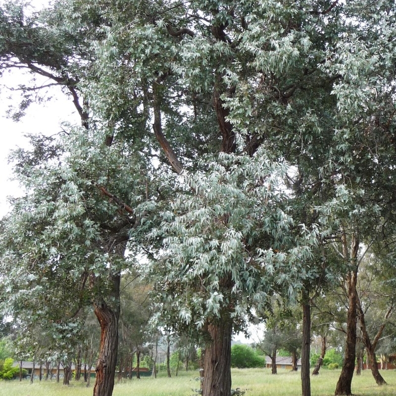 Eucalyptus cinerea