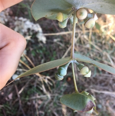 Eucalyptus cinerea