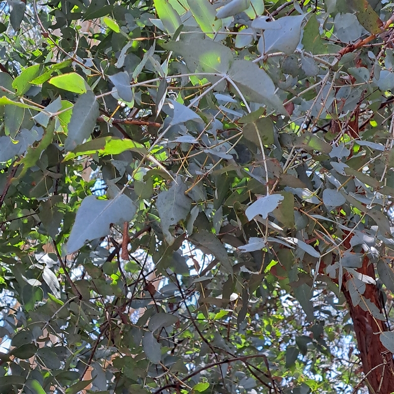 Eucalyptus cinerea