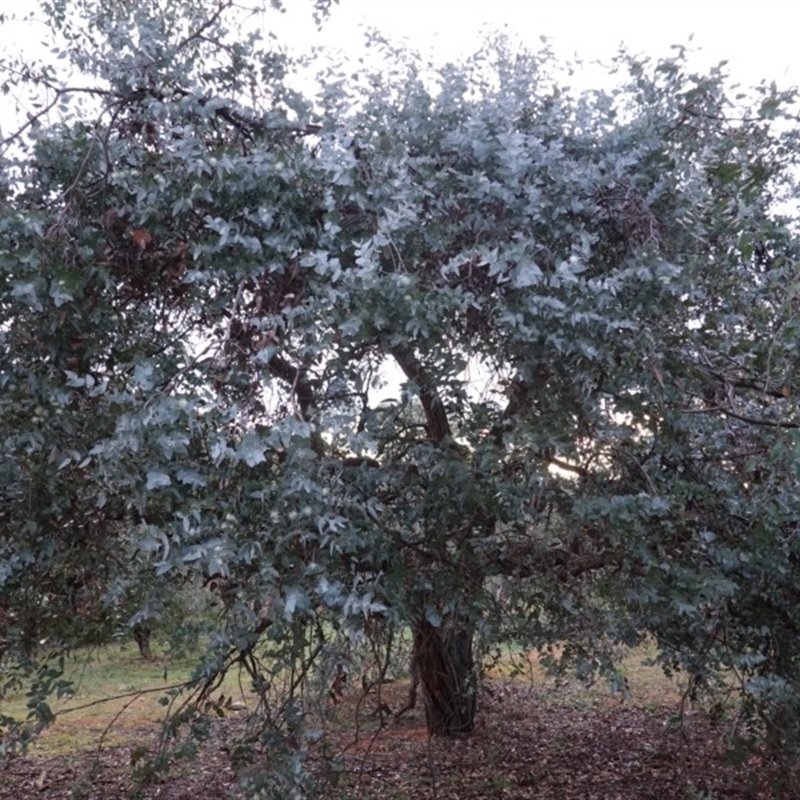 Eucalyptus cinerea subsp. cinerea