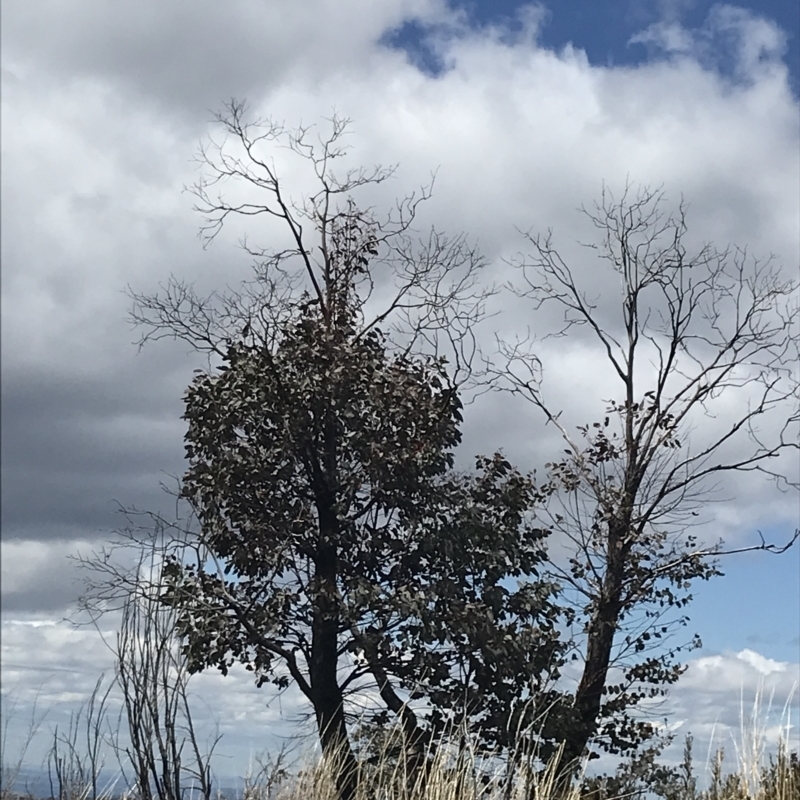 Eucalyptus cinerea subsp. triplex