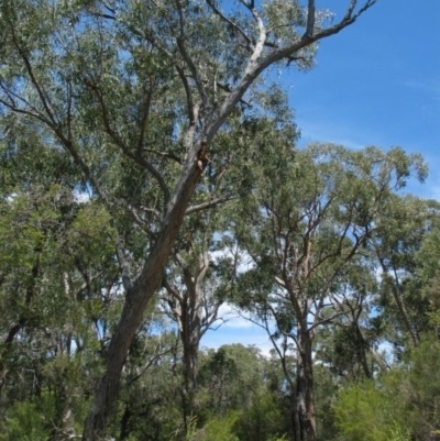 Eucalyptus consideniana
