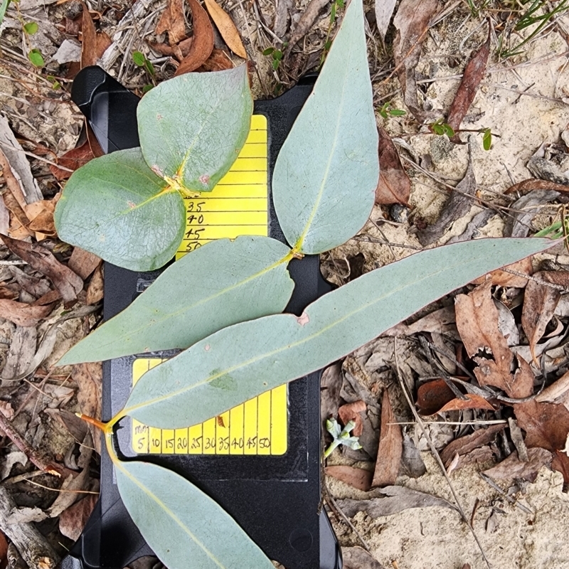 Eucalyptus conspicua subsp. conspicua