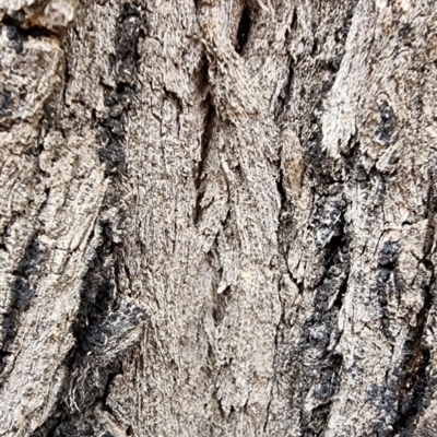 Eucalyptus crebra