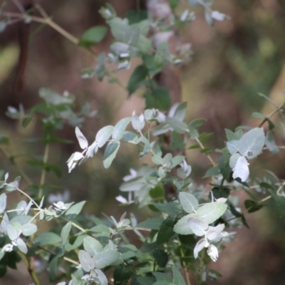 Eucalyptus crenulata