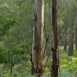 Eucalyptus cypellocarpa