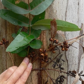 Eucalyptus cypellocarpa