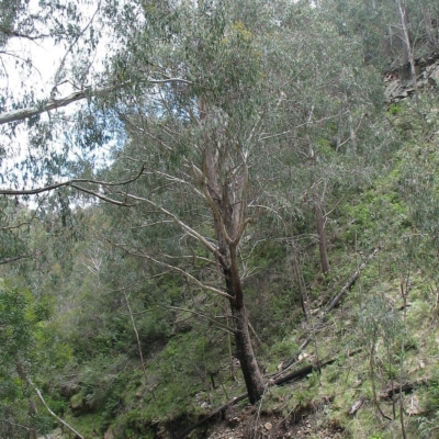 Eucalyptus delegatensis subsp. delegatensis