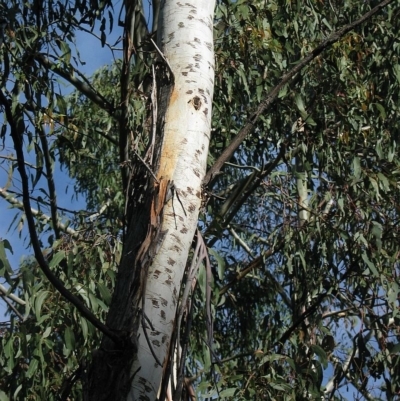 Eucalyptus delegatensis subsp. delegatensis