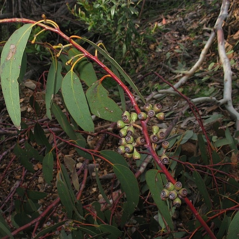 Eucalyptus delegatensis subsp. delegatensis