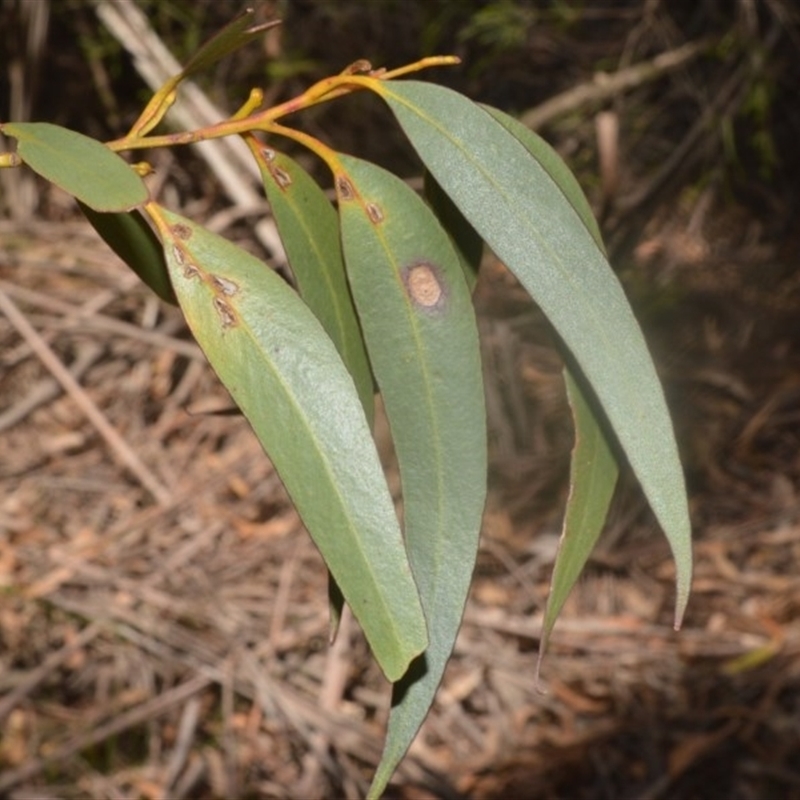 Eucalyptus dendromorpha