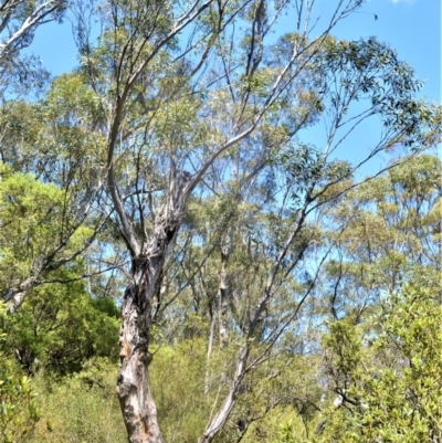 Eucalyptus dendromorpha