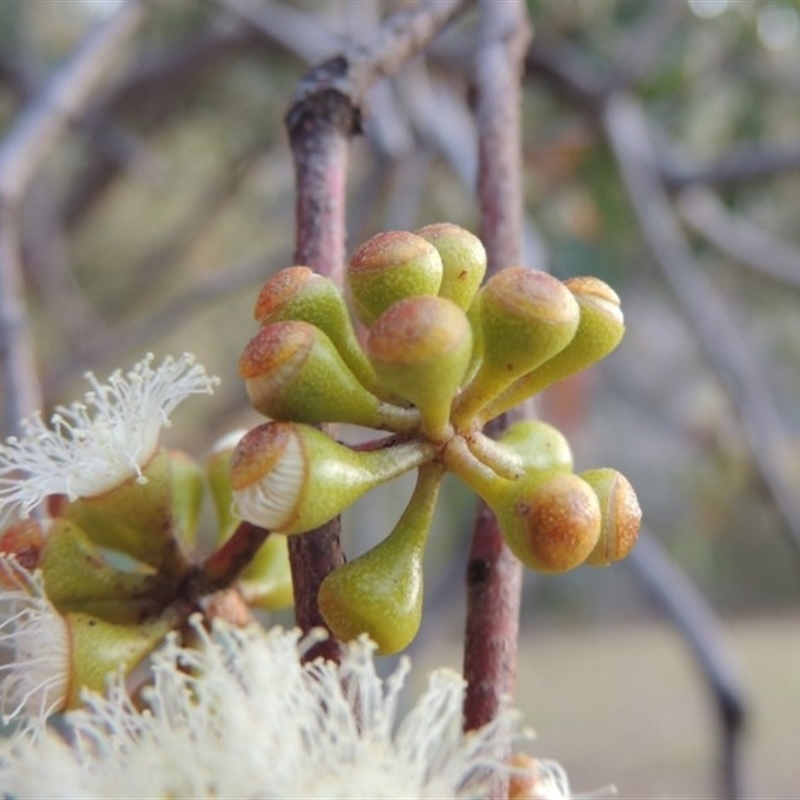 FRUITS