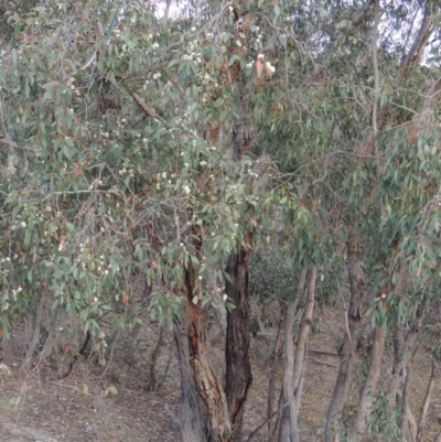 IMMATURE LEAVES