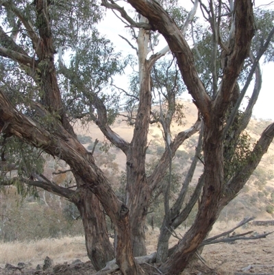 Eucalyptus dwyeri