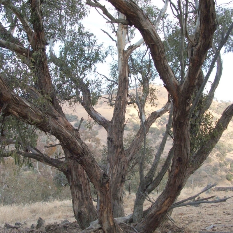 Eucalyptus dwyeri