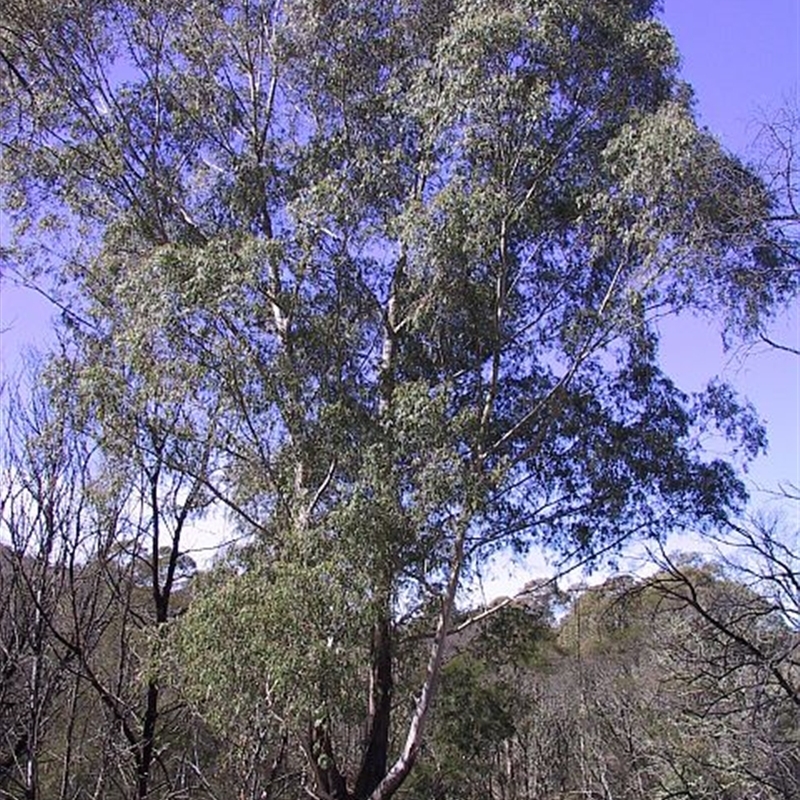 Eucalyptus elata