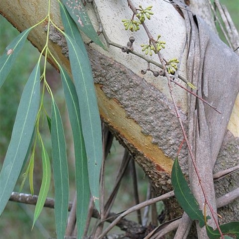 Eucalyptus elata