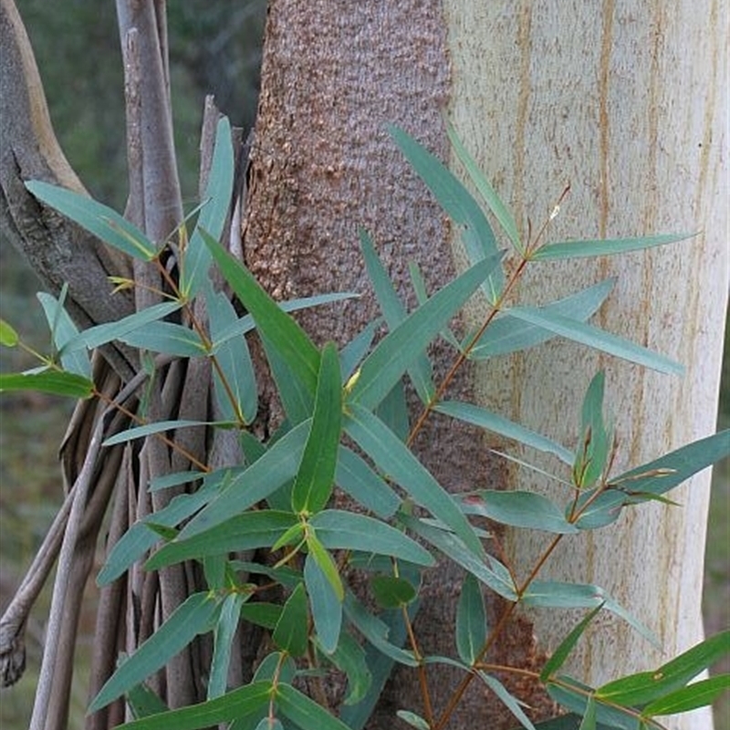 Eucalyptus elata